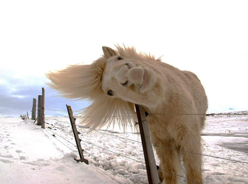 Curuous white icelandic horse in a winter scene