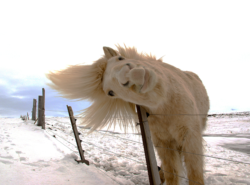 Icelandic horse Curuous white icelandic horse in a winter scene