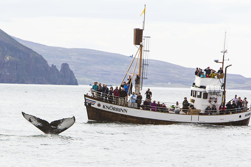 People waching a whale dive into the sea